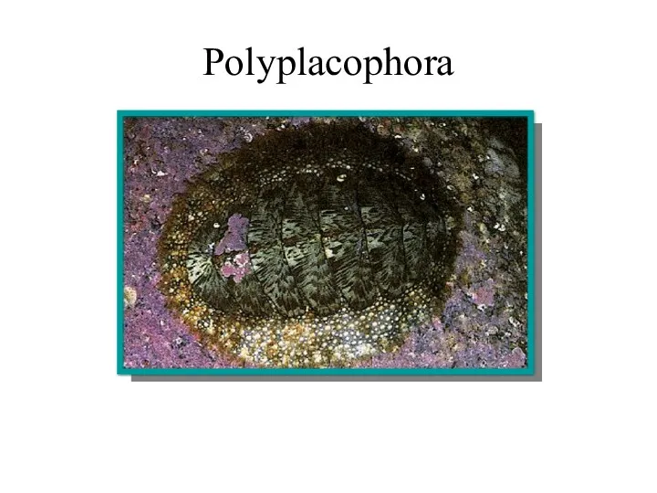 Polyplacophora