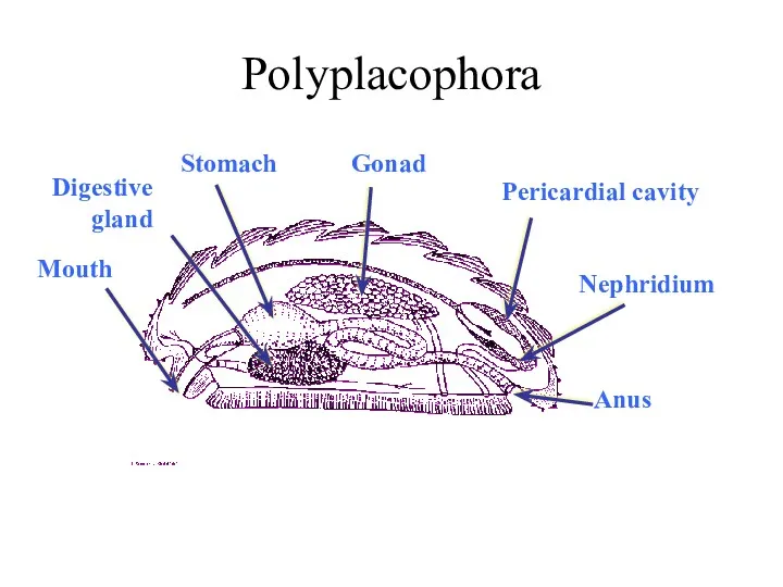Polyplacophora Mouth Digestive gland Stomach Gonad Pericardial cavity Nephridium Anus