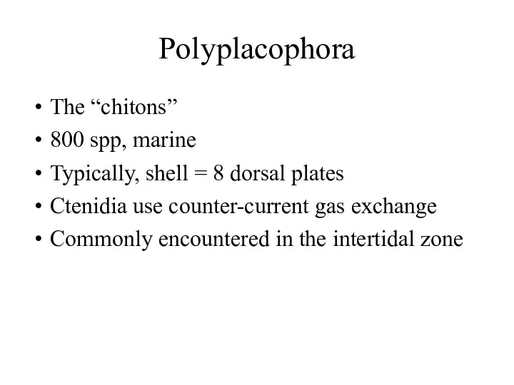 Polyplacophora The “chitons” 800 spp, marine Typically, shell = 8