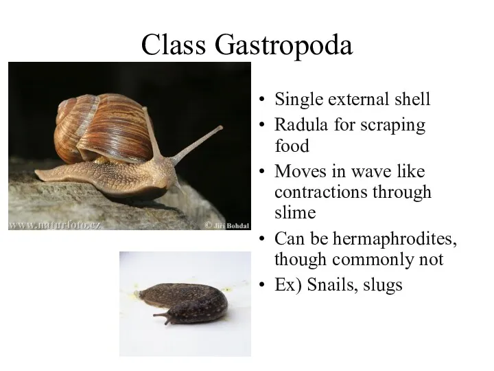 Class Gastropoda Single external shell Radula for scraping food Moves