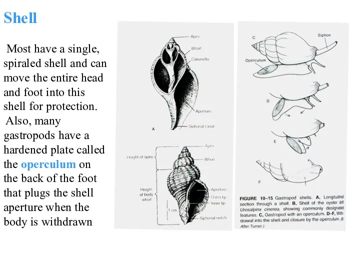 Shell Most have a single, spiraled shell and can move