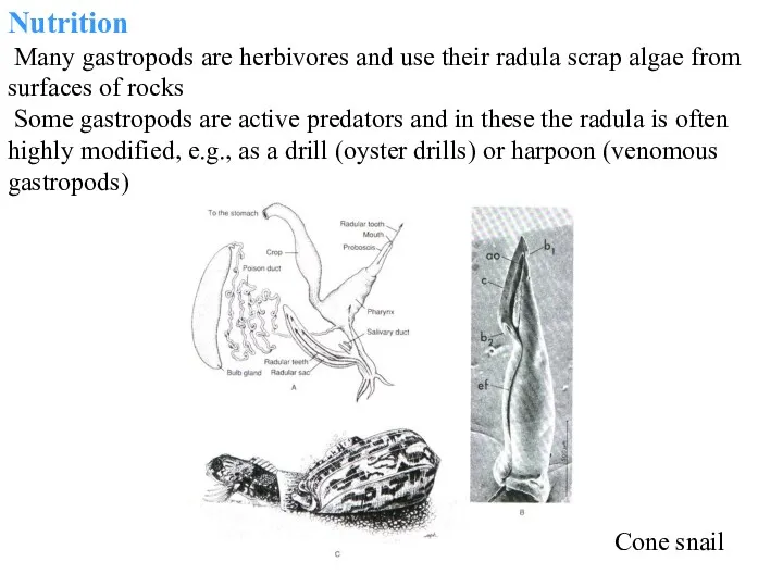 Nutrition Many gastropods are herbivores and use their radula scrap
