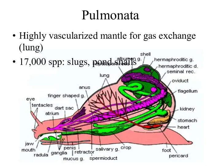 Pulmonata Highly vascularized mantle for gas exchange (lung) 17,000 spp: slugs, pond snails