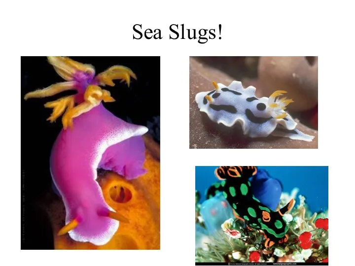 Sea Slugs!