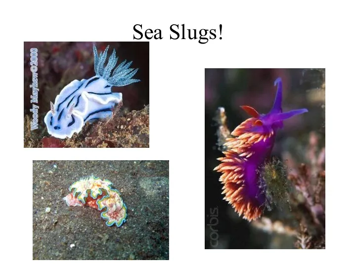 Sea Slugs!