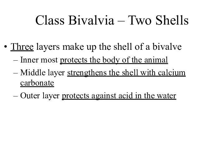 Class Bivalvia – Two Shells Three layers make up the