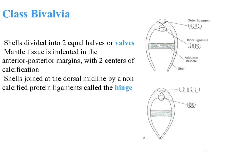 Class Bivalvia Shells divided into 2 equal halves or valves