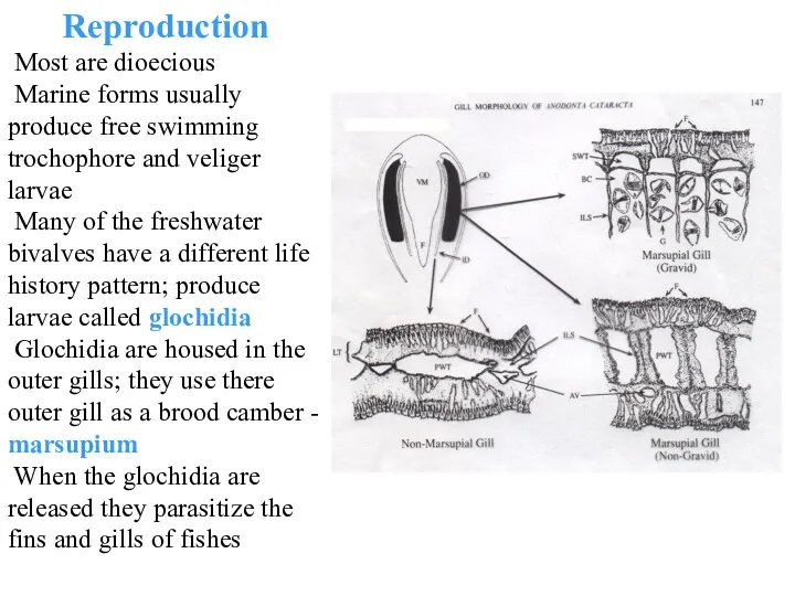 Reproduction Most are dioecious Marine forms usually produce free swimming