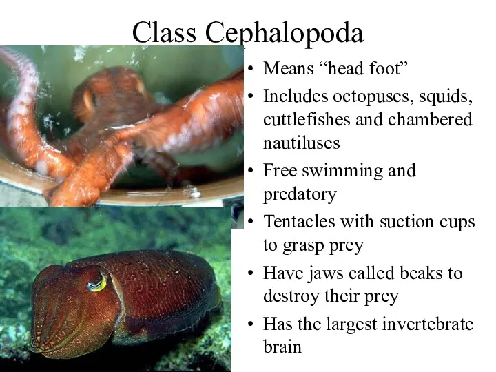 Class Cephalopoda Means “head foot” Includes octopuses, squids, cuttlefishes and