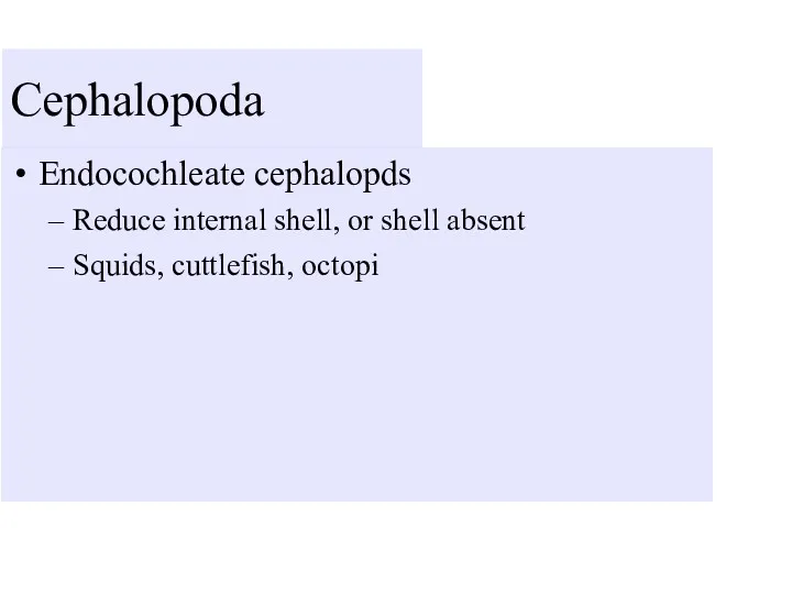 Endocochleate cephalopds Reduce internal shell, or shell absent Squids, cuttlefish, octopi Cephalopoda