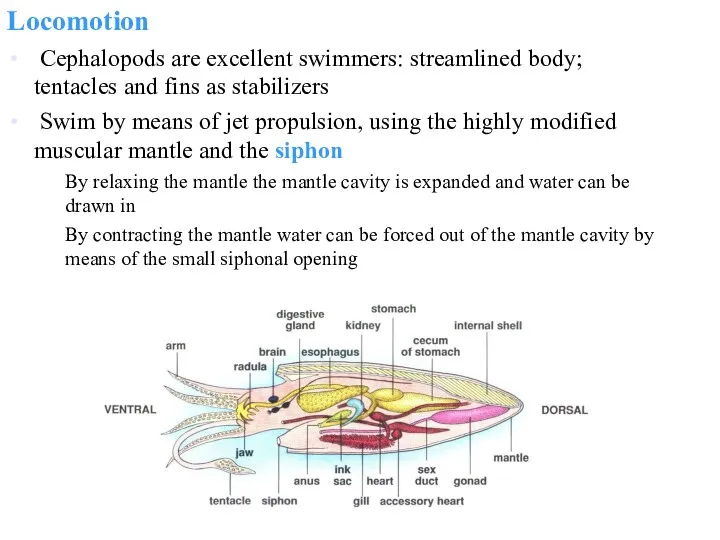 Locomotion Cephalopods are excellent swimmers: streamlined body; tentacles and fins