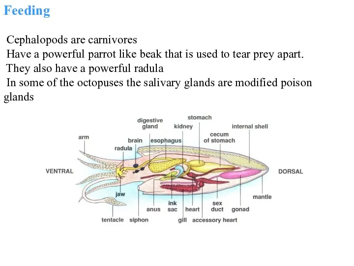 Feeding Cephalopods are carnivores Have a powerful parrot like beak