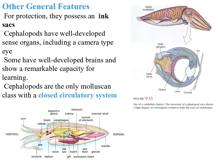 Other General Features For protection, they possess an ink sacs