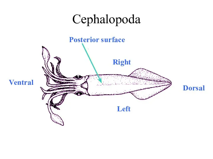 Cephalopoda Dorsal Ventral Posterior surface Right Left
