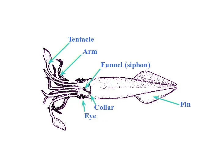 Fin Arm Funnel (siphon) Eye Tentacle Collar