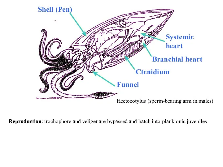 Shell (Pen) Ctenidium Funnel Systemic heart Branchial heart Hectocotylus (sperm-bearing