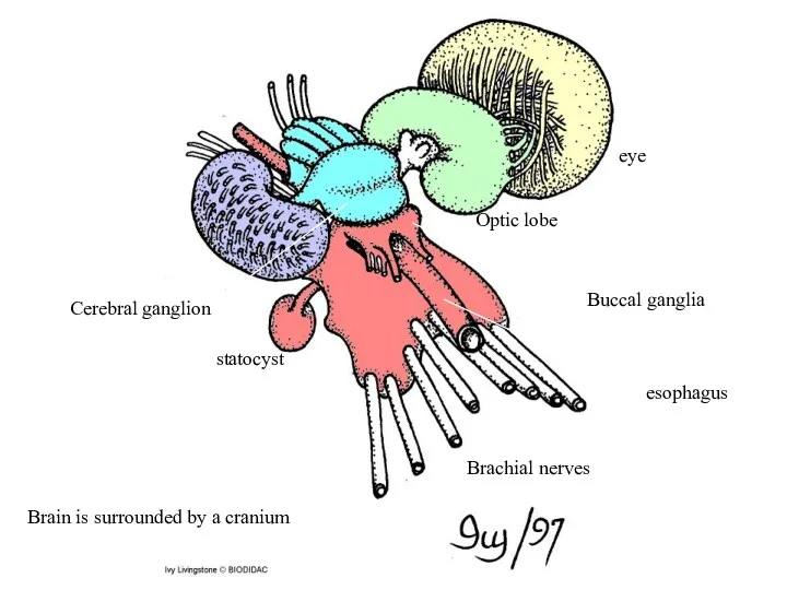 eye Optic lobe statocyst Cerebral ganglion Brain is surrounded by