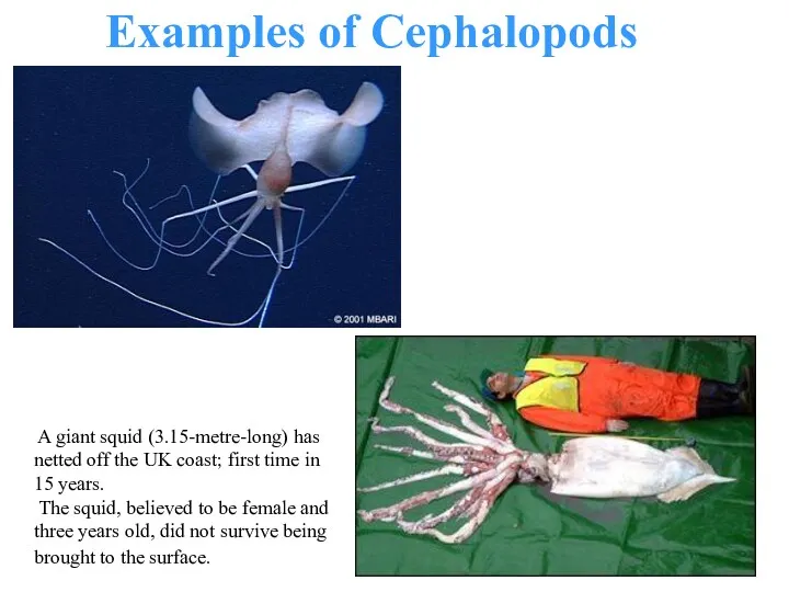 Examples of Cephalopods A giant squid (3.15-metre-long) has netted off