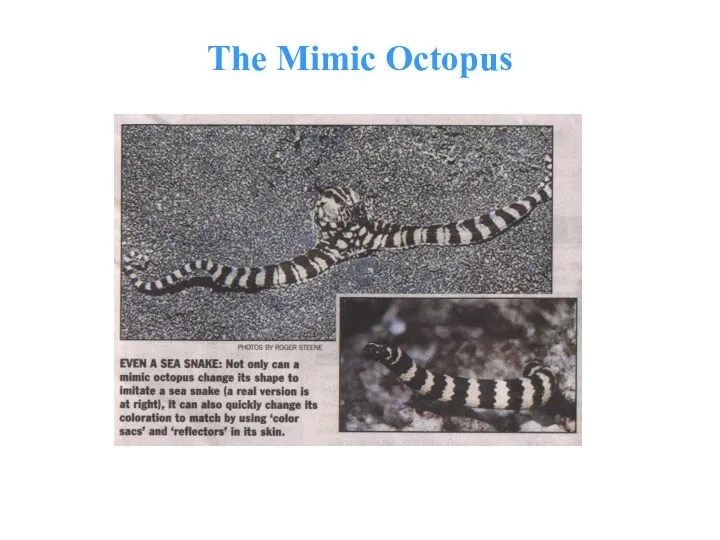 The Mimic Octopus