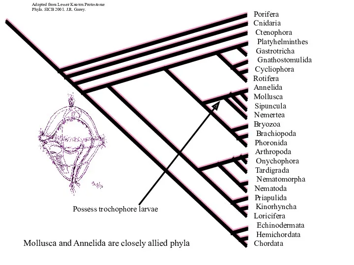 Adapted from Lesser Known Protostome Phyla. SICB 2001. J.R. Garey.