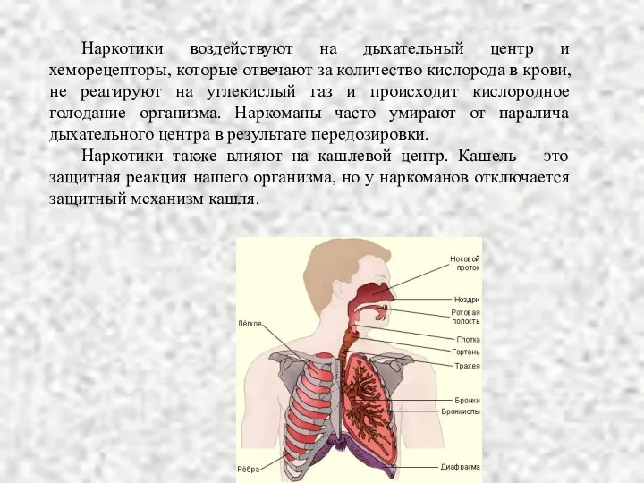 Наркотики воздействуют на дыхательный центр и хеморецепторы, которые отвечают за