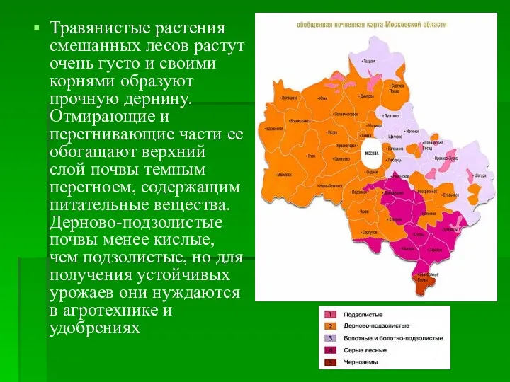 Травянистые растения смешанных лесов растут очень густо и своими корнями