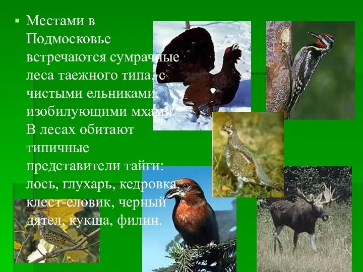 Местами в Подмосковье встречаются сумрачные леса таежного типа, с чистыми