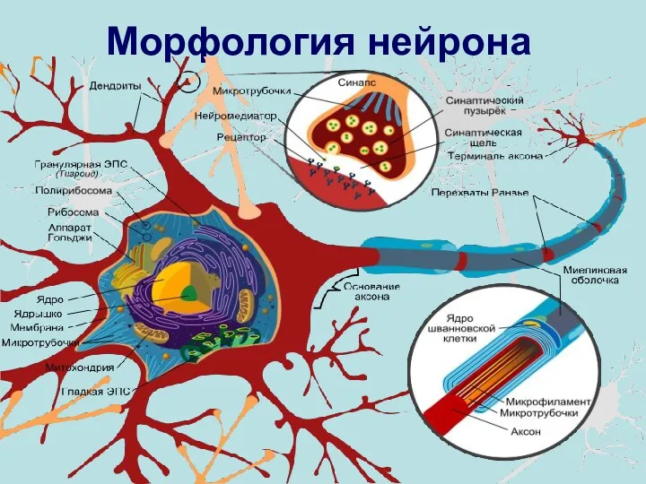 Морфология нейрона