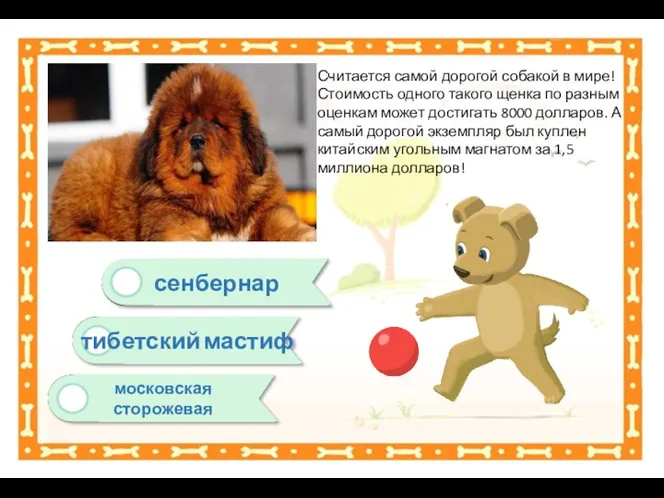 московская сторожевая сенбернар тибетский мастиф Считается самой дорогой собакой в мире! Стоимость одного