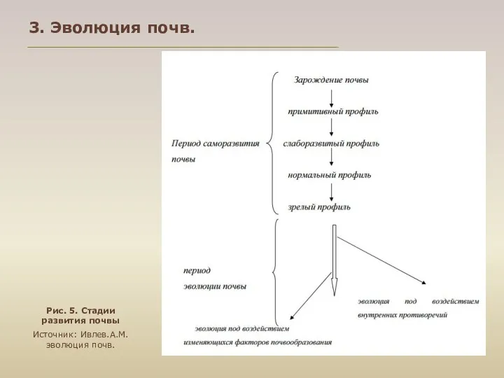 Рис. 5. Стадии развития почвы Источник: Ивлев.А.М. эволюция почв. 3. Эволюция почв.