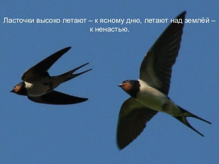 Ласточки высоко летают – к ясному дню, летают над землёй – к ненастью.