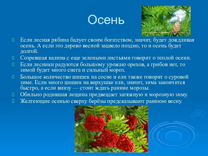 Осень Если лесная рябина балует своим богатством, значит, будет дождливая