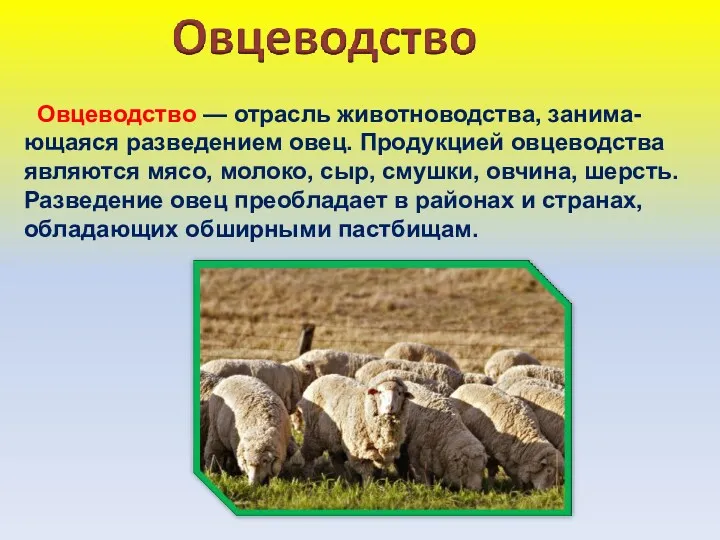 Овцеводство — отрасль животноводства, занима-ющаяся разведением овец. Продукцией овцеводства являются