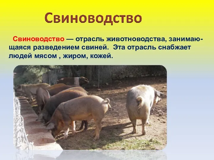 Свиноводство — отрасль животноводства, занимаю-щаяся разведением свиней. Эта отрасль снабжает людей мясом , жиром, кожей.