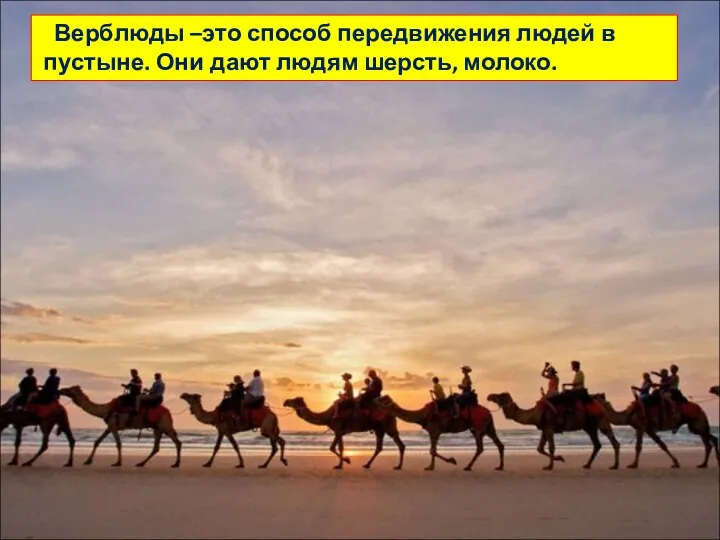 Верблюды –это способ передвижения людей в пустыне. Они дают людям шерсть, молоко.