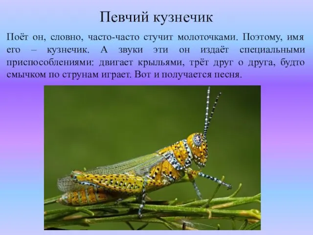 Певчий кузнечик Поёт он, словно, часто-часто стучит молоточками. Поэтому, имя