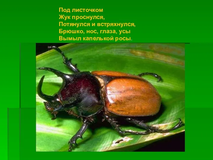 Под листочком Жук проснулся, Потянулся и встряхнулся, Брюшко, нос, глаза, усы Вымыл капелькой росы.