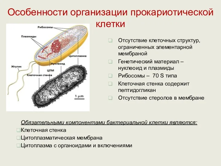 Особенности организации прокариотической клетки Обязательными компонентами бактериальной клетки являются: Клеточная стенка Цитоплазматическая мембрана