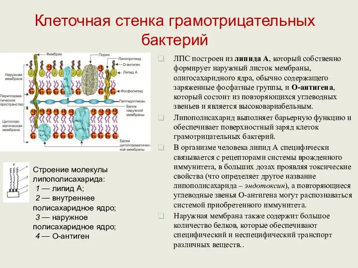 ЛПС построен из липида А, который собственно формирует наружный листок мембраны, олигосахаридного ядра,