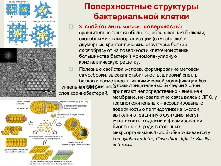 S -слой (от англ. surface - поверхность): сравнительно тонкая оболочка, образованная белками, способными