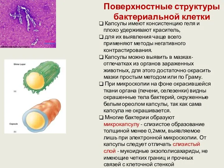 Поверхностные структуры бактериальной клетки Капсулы имеют консистенцию геля и плохо удерживают краситель, для