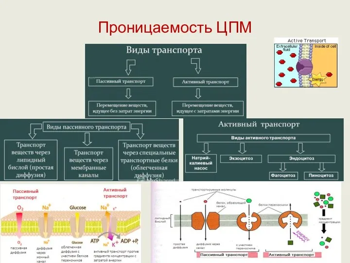 Проницаемость ЦПМ