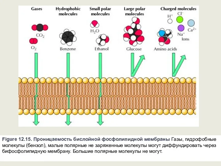 Figure 12.15. Проницаемость бислойной фосфолипидной мембраны Газы, гидрофобные молекулы (бензол), малые полярные не