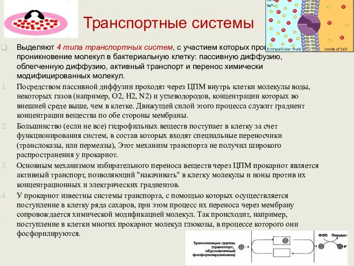 Транспортные системы Выделяют 4 типа транспортных систем, с участием которых