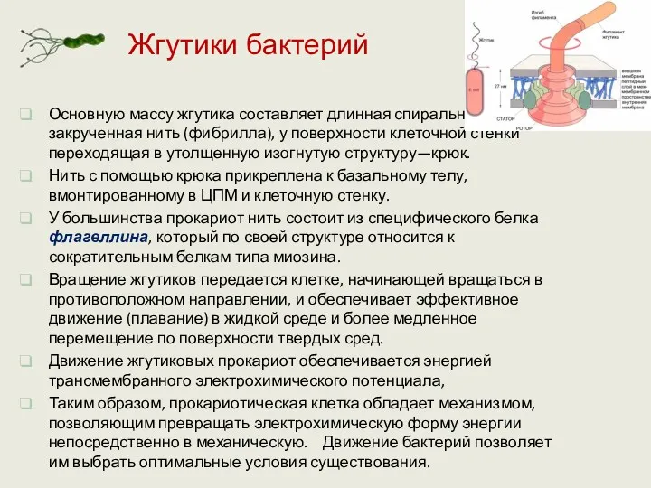 Основную массу жгутика составляет длинная спирально закрученная нить (фибрилла), у поверхности клеточной стенки