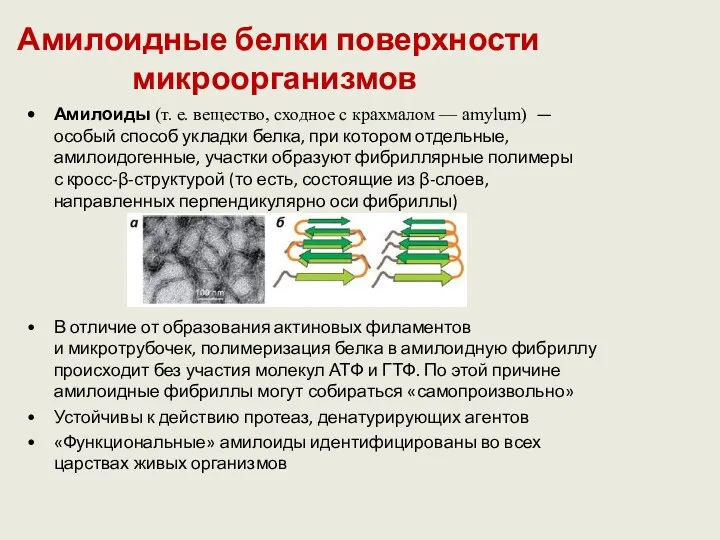 Амилоидные белки поверхности микроорганизмов Амилоиды (т. е. вещество, сходное с