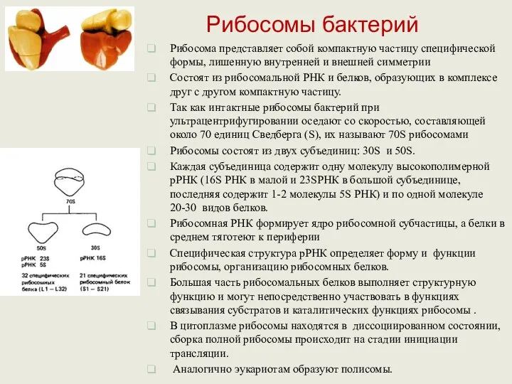 Рибосомы бактерий Рибосома представляет собой компактную частицу специфической формы, лишенную внутренней и внешней