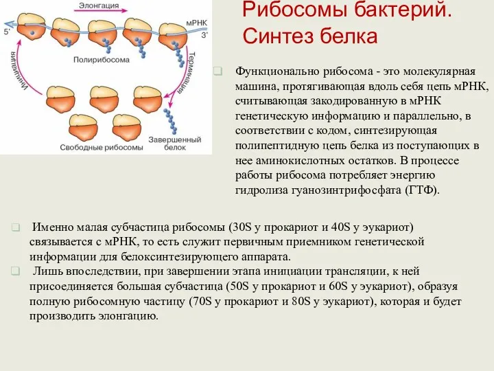 Функционально рибосома - это молекулярная машина, протягивающая вдоль себя цепь мРНК, считывающая закодированную