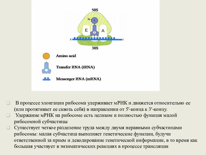 В процессе элонгации рибосома удерживает мРНК и движется относительно ее