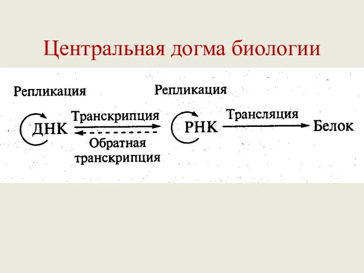 Центральная догма биологии